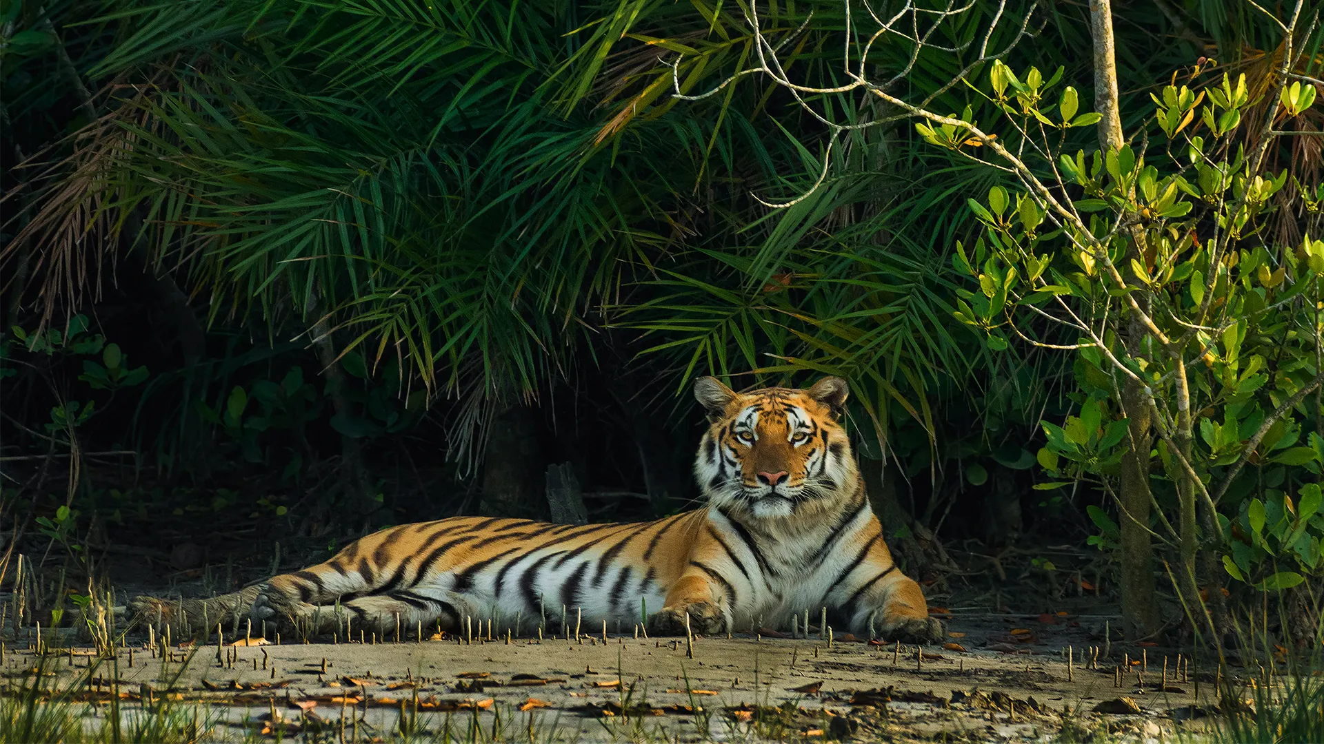 Sundarban Tiger Reserve