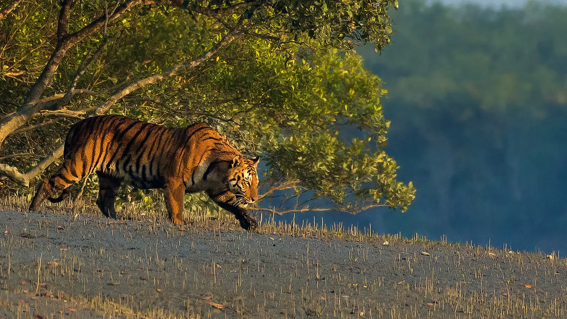 Sundarban Tiger Reserve