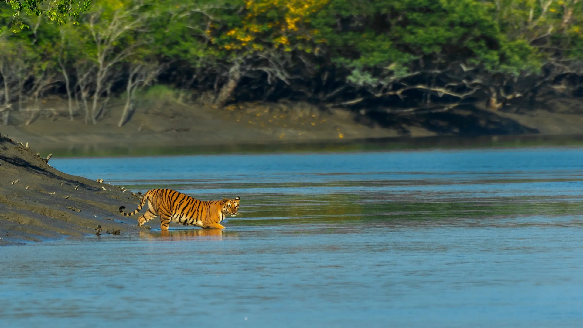 Sundarban safari booking