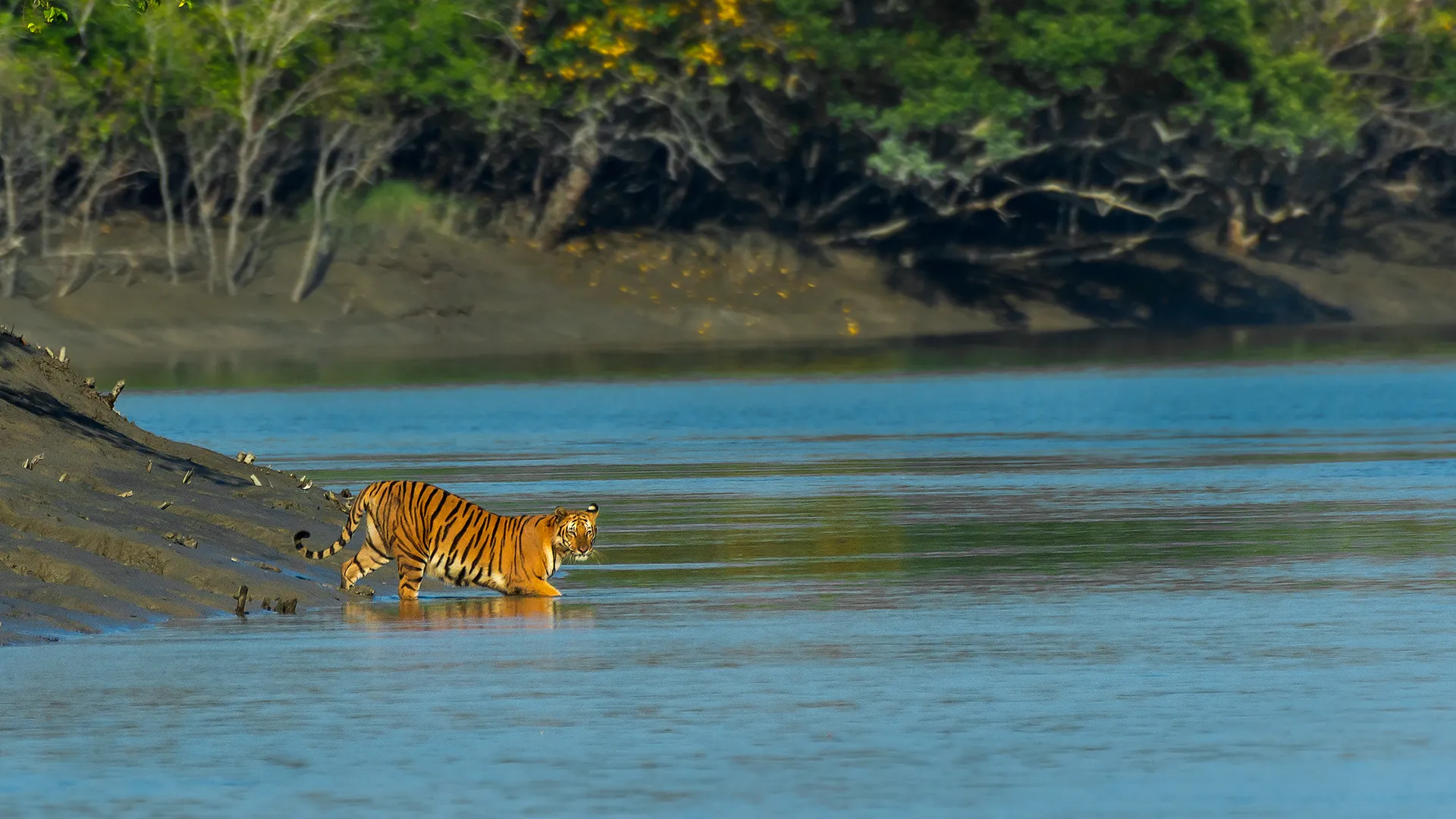 Sundarban Tiger Reserve