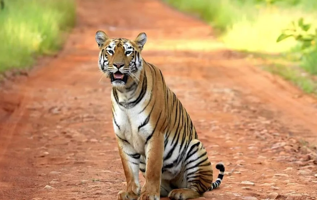 Tadoba Andhari Tiger Reserve Banner