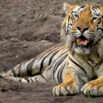 Tadoba Andhari Tour Package From Nagpur