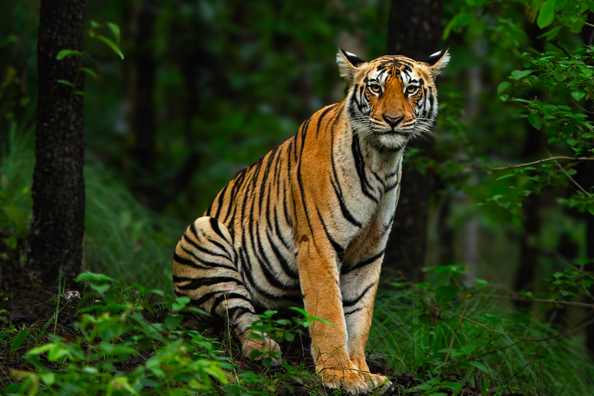 Pench Tour Packages from Nagpur