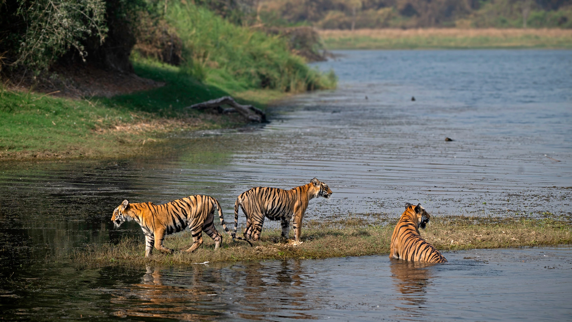 Tadoba Andhari Tiger Reserve Banner