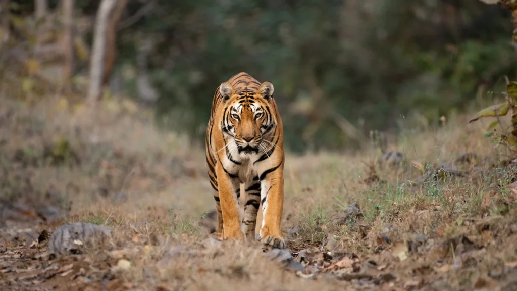 Pench National Parks