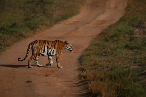 Kanha Tiger Safari Package