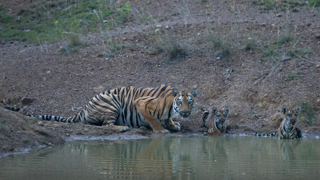 Sundarban National Park