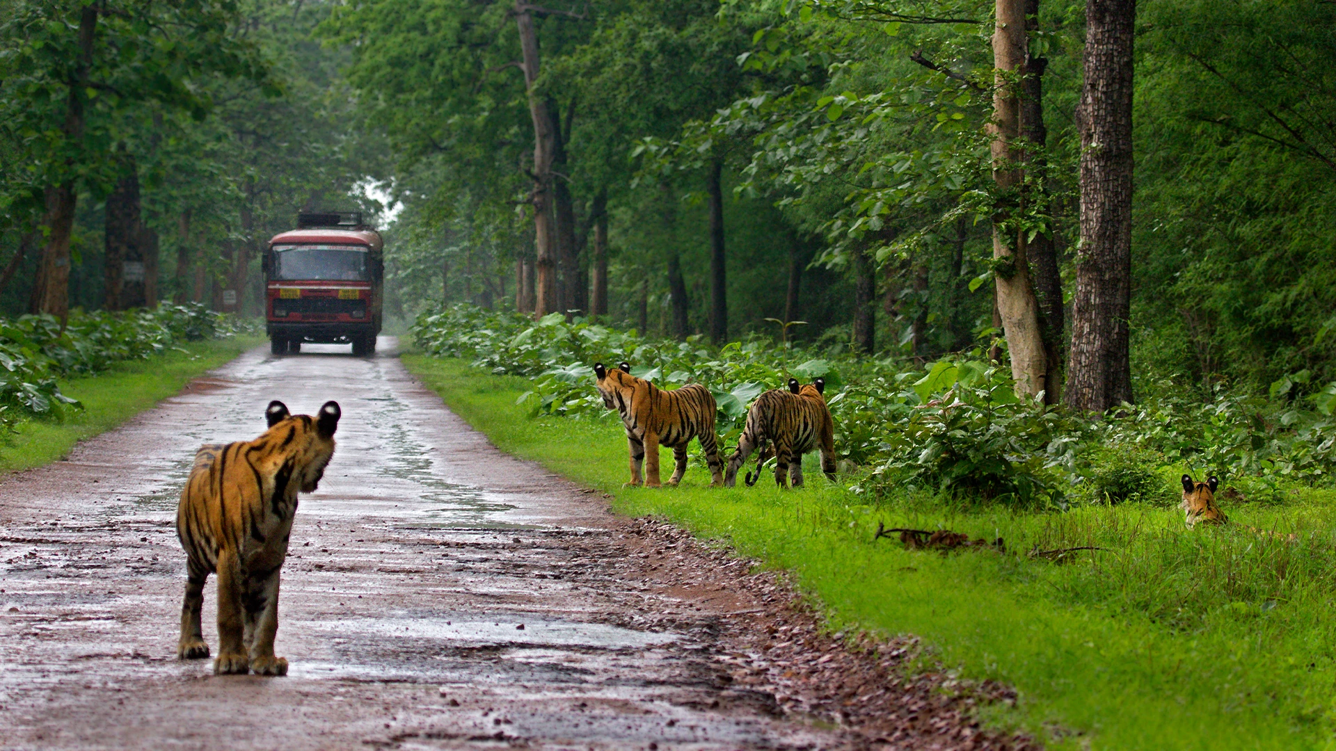 Tadoba andhari tiger