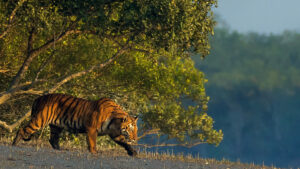How to Reach Kaziranga National Park