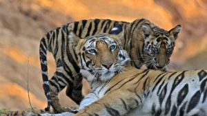Pench Tiger Safari Tour Package