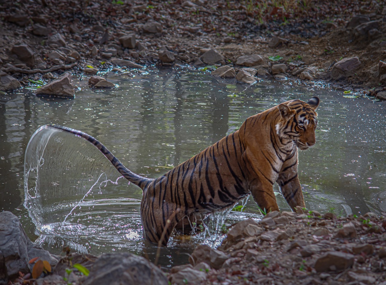 Ranthambore National Park