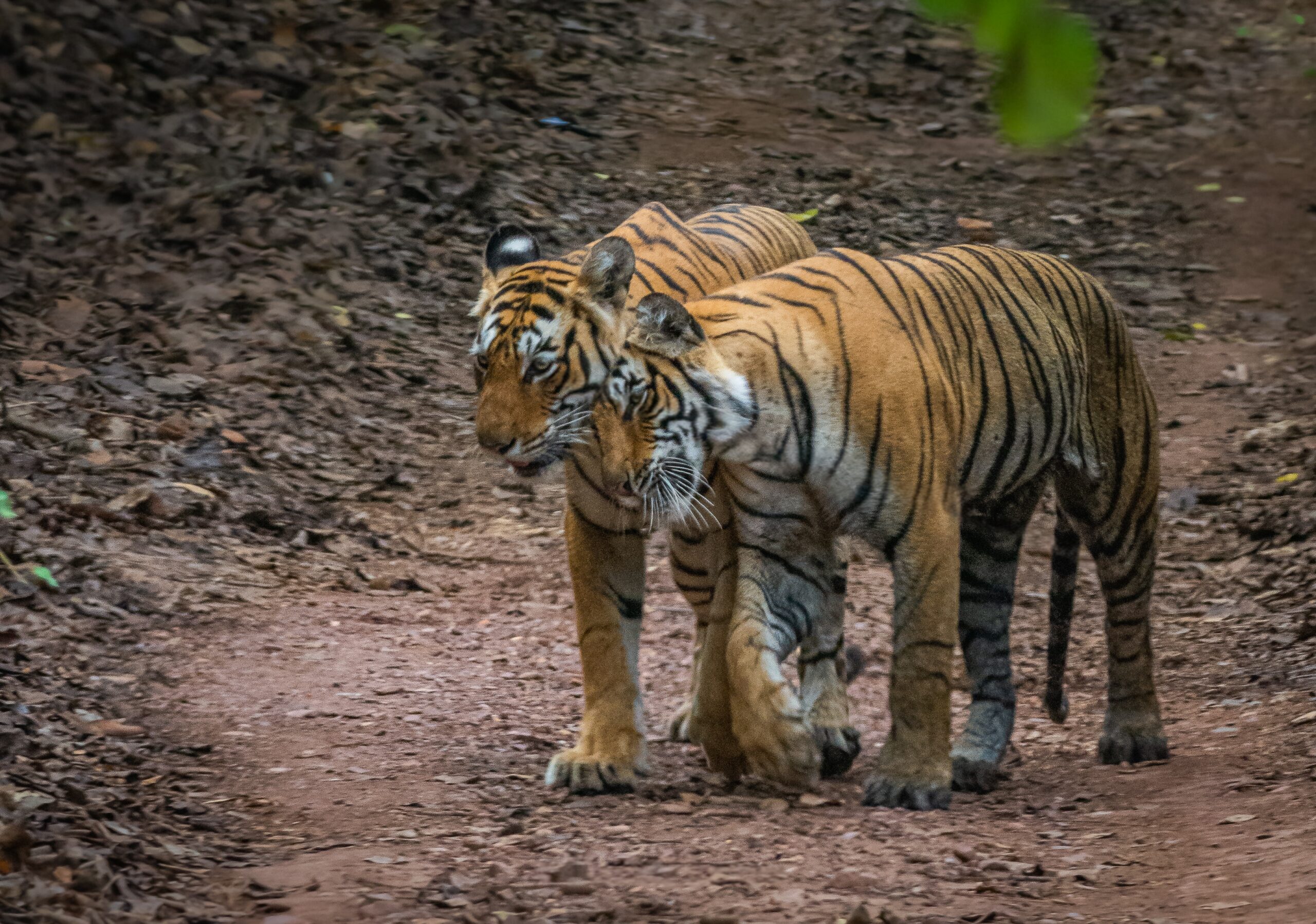 Ranthambore National Park