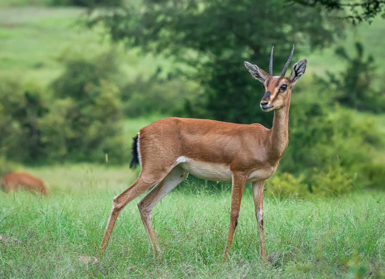 Ranthambore National Park